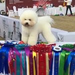 【图片】布偶猫咪，和朋友家的大猫繁殖的，弟弟妹妹都有，性格温和粘人，喜欢可以上门来挑选。出售的猫咪均已注射过一针疫苗【上海宠物吧】