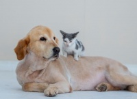 同窝猫咪能繁殖吗