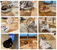 猫咪寄养院：专业服务，创业新机遇，开启财富人生！