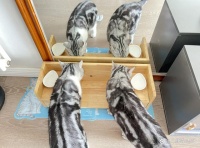 「透视社·民生沸点」小型犬VIP房一天357元？春节前宠物寄养“一窝难求”