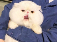 猫咪寄养一天大概需要多少钱？