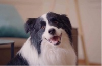 用科学喂养换来长久陪伴 为宠物健康安全负责