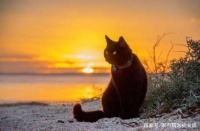 铲屎官外出旅游，猫咪怎么办？寄养？上门铲屎？还是带着一起走？