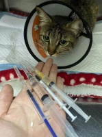 猫咪治呕吐诊疗费超2500元｜瑞派宠物医院巧立收费项目遭质疑