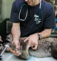 猫咪绝育的七大谣言，千万别信！