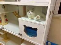 猫咪领养店：赚钱与救助，一举两得！