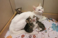 免费领养猫咪的套路有哪些？