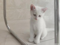 【猫猫领养信息】