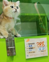 12345记者帮你跑｜多人“0元购”萌宠反收律师函？业内人士揭秘免费领养套路