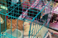 领养协议变分期付款 免费领养宠物背后的猫腻