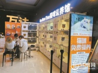 免费领养猫咪？当心有猫腻！需要签协议捆绑消费猫粮，每月数百元甚至上千元