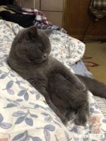 同城附近宠物店领养送养平台, 无偿幼猫咪狗狗救助-1228宠友社