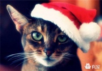 猫咪也会假孕？铲屎的你被骗了没