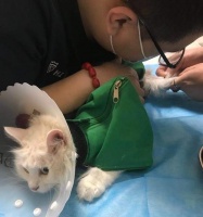 猫咪剖腹产后的配种时间（以宠物为主的猫咪繁殖知识）