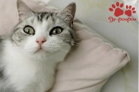 猫咪叫春多久能结束？