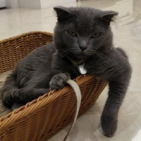 什么物流可以寄宠物猫？