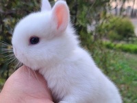 宠物可以用快递寄吗？