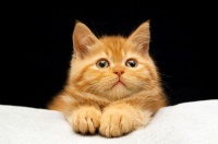 猫咪真的可以听懂主人的话，你相信吗？