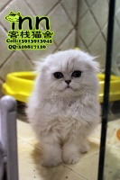 【图片】纯种猫咪行为学 客栈猫舍【辽河鱼吧】