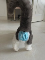 如何有效处理猫咪发情期乱尿问题