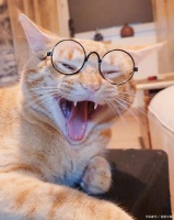 猫咪责罚方式揭秘：给予爱的正确方式