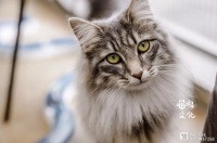 【喵呜·行为】给猫咪绝育能改变哪些行为？