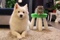 用猫咪行为学赋能门店营收，提升用户粘性