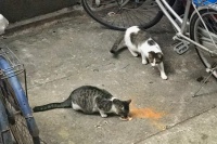 5000多只流浪猫被送至绝育，上海民间TNR护猫模式的成绩与争议