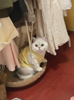 简约百搭！猫衣服简单穿搭指南