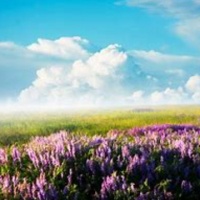 diy自制猫咪衣服 图②有写详细步骤哦