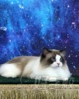 天津猫咪洗护课程