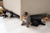 萌宠大揭秘：狸花猫掉毛之谜，你家的喵星人也有这个困扰吗？