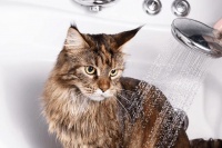 给猫洗澡经常被抓伤？喵药君教你如何正确的给猫洗澡？