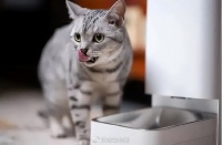 不仅要能用，还必须好用！选对这些宠物智能用品，轻松拿捏懒人养宠…