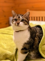 「猫奴必备」猫咪项圈的正确打开方式：时尚与安全并存