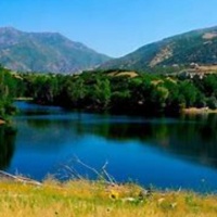 24款治愈猫咪小动物木质摆件