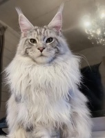 夏日必备，缅因猫毛发护理指南