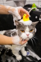 49元猫咪洗护！又到一年换毛季！还不带主子来个大变身~