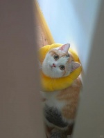 猫咪绝育啥时候最合适？要考虑哪些健康因素呢？