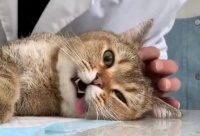 猫咪“绝育”神圣化？害处也不少，请理性对待