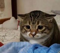 辟谣：请理性看待猫咪“绝育”，不要把绝育神圣化