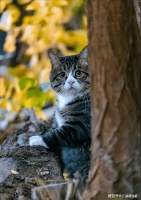 猫咪绝育的好处和坏处，劝你收藏，以后肯定用得到