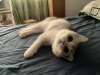 猫咪绝育后持续呕吐、食欲减退，该如何护理并应对？