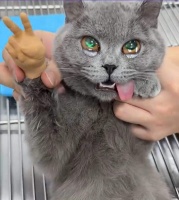 猫咪做完绝育手术一脸生无可恋，猫咪：看我双眼饱含泪水