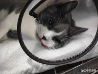 猫咪绝育后的7大注意点，想给猫咪做绝育的铲屎官赶紧收藏起来