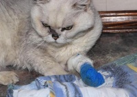 猫狗绝育背后的真相！你真的清楚的知道吗？千万别冲动给狗猫绝育