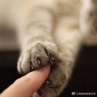 猫咪绝育的准备工作及注意事项！建议收藏（整理篇）