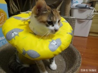 给猫做绝育，提前了解这几点，铲屎官可以少走很多弯路