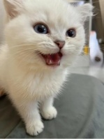 猫咪绝育｜术前准备｜术后护理｜干货不废话猫咪绝育的必要性