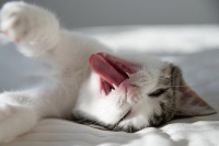 猫绝育原理、最佳时期以及优缺点